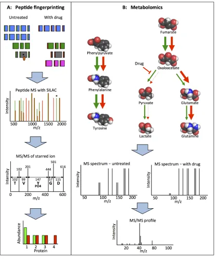 Fig 3.  Mass spectrometry methods for target identification.     A) Proteomics and peptide mass fingerprinting using SILAC