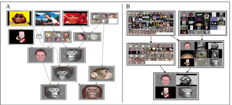 Figure 3: A: a subgraph of lattice A with reduced labeling on the stimuli, i.e. stimuli are only shownin their object concepts