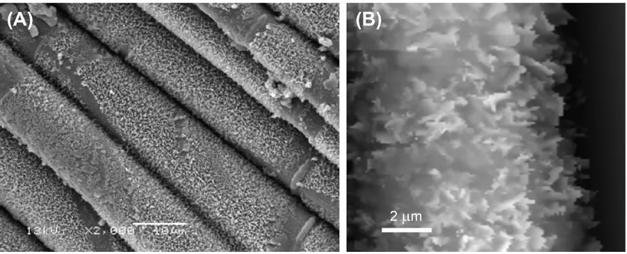 Fig. 4. Images of the abaxial surface of the Strawberry leaf. (A) SEM image showing the convoluted cuticle with filament features