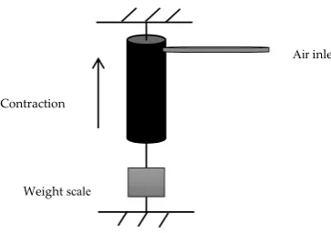 Figure 6. The pulling force of the contractor PMA. 