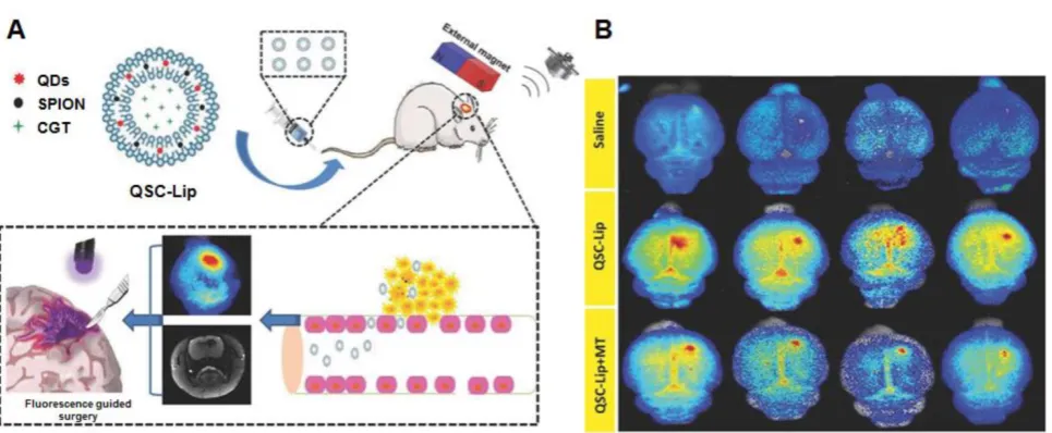Figure 4. (A) and (B): Radioactive [64Cu]CLS/ZnS QDs as PET/self-illuminating luminescence imaging agents show promising in vivo visualization possibilities