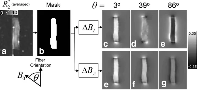 FIG. 1. Steps followed in generating simulated field maps. The average R�2 map (average over all 10 sample orientations) (a) was usedto produce a mask of the optic nerve sample (b)