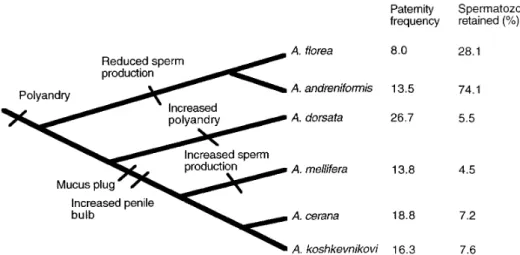 Figure 2. Cladogram of the genus Apis [3] with reconstructions of reproductive behavioral traits