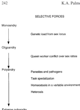 Figure 3. A plausible evolutionary scenario for the evolution of extreme polyandry in the genus Apis.
