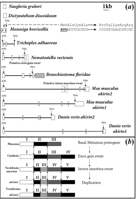 fig. 1 and additional file 1. In virtually all diploid verte-