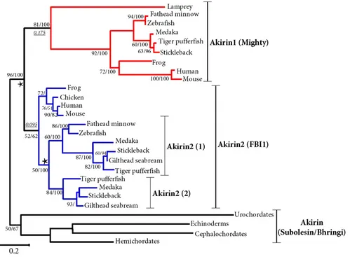Figure 3ML tree depicting the phylogenetic relationships of vertebrate Akirin1 and Akirin2 proteins and the single Akirin protein of rin protein of four invertebrate deuterostomesfour invertebrate deuterostomesML tree depicting the phylogenetic relationshi