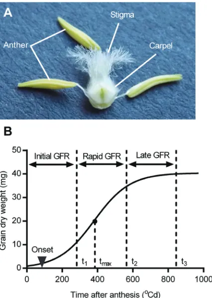 Fig. 1. Carpel from a wheat floret (A) and a schematic diagram of grain dry calculated, and termed the initial, rapid, and late GFR