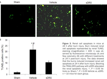 Figure 3. Renal cell apoptosis in mice at flow cytometry (B) with different treatments hicle vs