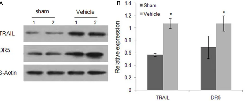 Figure 4. TRAIL and DR5 expression in the kidneys of mice post-burn injury. Burn injury induced elevated TRA-IL and DR5 expression in the kidneys of mice at 24 h after the burn was determined by western blot
