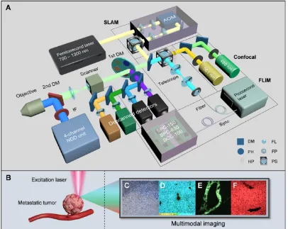 Figure 1. An autoregulating flexible optical system to analyze tumor microenvironment of primary and metastatic cancers