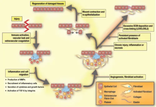 Figure 3. platelet-derived growth factor, and TGF-Molecular processes involved in wound repair and fibrosis