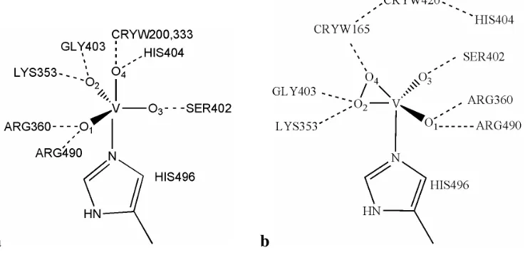 Figure 1. Peroxovanadate moiety and coordinated imidazole. The labels used throughout this study for potential hydrogen bonding interactions with the protein environment are consistent with those in the 1IDU.pdb file