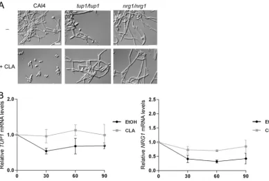 FIG. 7. CLA affects the Tup1p-Nrg1p signaling pathway. (A) The CAI4, tup1/tup1Spider medium at 37°C in the absence or presence of 25by DIC optics