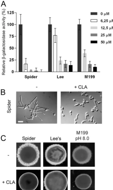 Fig. 2B, 80 to 90% of untreated cells formed hyphae and