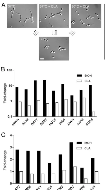 FIG. 3. Expression levels of selected differentially expressed genes.(A) Transcriptional proﬁles of untreated cells at 37°C and CLA-treated