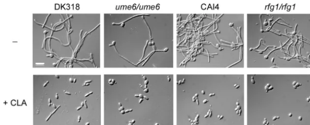FIG. 4. UME6(DK129) strains were grown in Spider medium at 37°C in the absence or presence of 25Fig