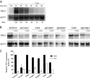 FIG. 5. TEC1expression ofuntreated cells obtained at the 30-min time point, which were set as 100%