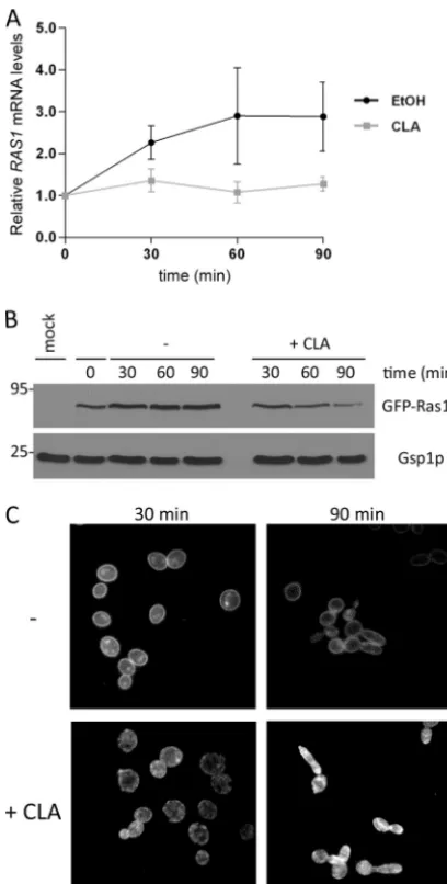 FIG. 6. CLA reduces GFP-Ras1p protein levels and affects its lo-calization. (A) SC5314 cells were grown in Spider medium at 37°C in