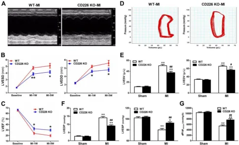 Figure 2. CD226 deletion ameliorates cardiac dysfunction after MI. A. Representative M-mode echocardiograms of infarcted hearts from WT and CD226fraction (LVEF) at pre-MI (baseline) and on 1 week and 5 weeks after MI