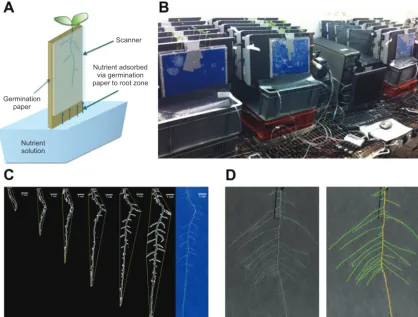 Fig. 1. (A) Schematic representation of the pouch-and-wick system used to grow plants in the phenotyping platform