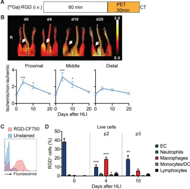 Figure 5. flow cytometry of RGD-CF750. (d) Relative frequencies of cell populations in total RGD-CF750non-ischemic ratio