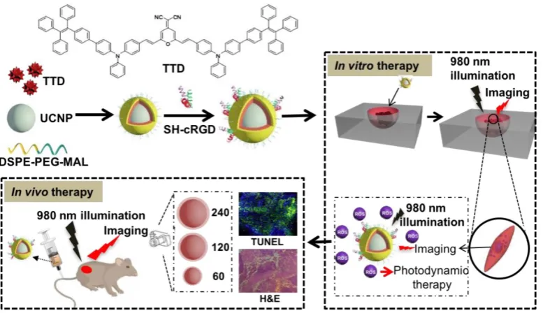 Figure 2. Characterization of the theranostic nanoplatform based on UCNP@TTD-cRGD NPs