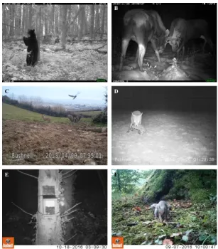 Figure 1. Examples of animal behaviour captured by camera traps: (A) Scent marking by an American black bear (Ursus americanus);(B) intraspeciﬁc competition in moose (Alces alces); (C) interspeciﬁc interactions between a European hare (Lepus europaeus; ant