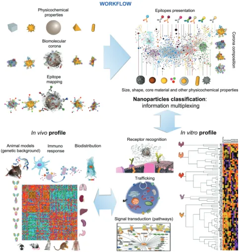Fig. 7Schematic representation of the hypothesised workflow for nanomaterial bioclassification based on their intrinsic physicochemical properties(e.g