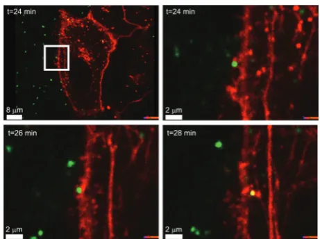 Fig. 1Time lapse spinning disk confocal microscope images of greenfluorescent polystyrene (PS-COOH) nanoparticles (100 nm) entering anA549 cell where the membrane is stained in red with CellMaskt Orange.When the particle crosses the membrane the colour appears as yellow(green/red overlapping).