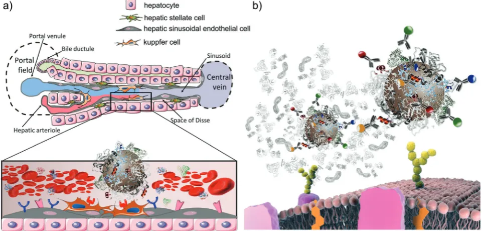 Fig. 6(a) Schematic representation of the liver architecture and zoomed-in view of the interaction between the nanoparticle–corona complex and cell(b) Schematic representation of thereceptors in the liver sinusoid; Kupffer cells express a multitude of rece