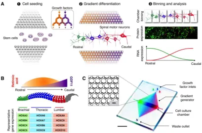 Figure 1: MicroHIVE platform for directed differentiation of spinal motor neurons. (A) The microHIVE platform consists of a divergent honeycomb lattice of microhexagon structures that opens into a cell culture chamber, to enable stem cell seeding, generation of molecular gradients for directed cellular 