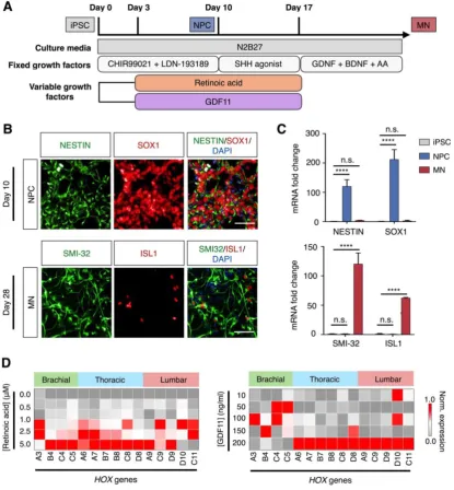 Figure 4: Derivation of spinal motor neurons from human pluripotent stem cells. (A) Schematic illustration of spinal motor neuron differentiation from neurons (MN)