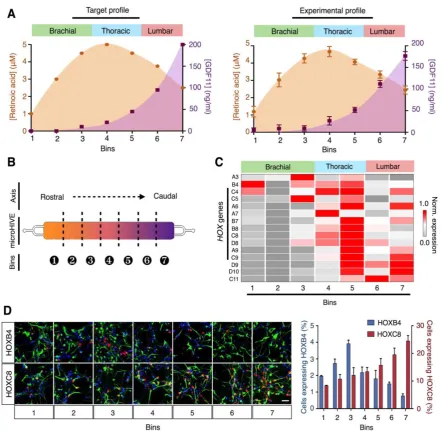 Figure 5: microHIVE differentiation of spinal motor neurons. (A) Target and experimental molecular profiles of retinoic acid and GDF11