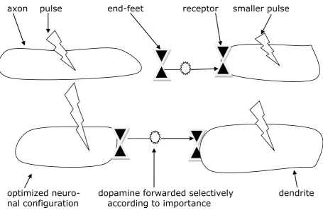 Figure 4: Brain reorganisation 8-12 years after methylphenidate medication  axon    pulse  