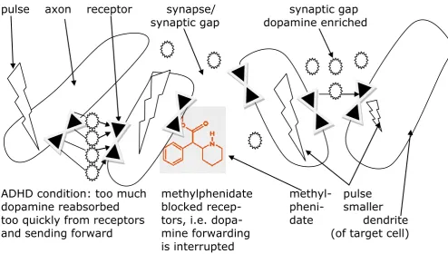Figure 3: ADHD brain before (left) and after methylphenidate consumption (center and right)                                                                                                     