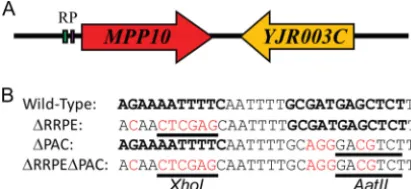 FIG. 1. Mutantconstruction(A) Relative positions of the RRPE (R) and PAC (P) motifs withrespect to thespective promoter regions from basescoding region forin boldface, mutated bases are in red, and the restriction sites areattheMPP10-YJR003Clocus