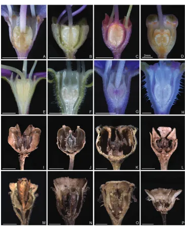 Figure 8. Longitudinal section of ovary (A–H) and old fruit (I–P). A–D Tashiroea clade, crowned or uncrowned ovaries at anthesis: A T