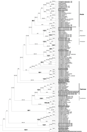 Figure 1. Maximum likelihood phylogenetic tree of Sonerileae/Dissochateae based on combined data-set of nuclear ribosomal internal transcribed spacer and chloroplast trnV-trnM sequences, showing the phylogenetic position of Tashiroea clade and Bredia clade