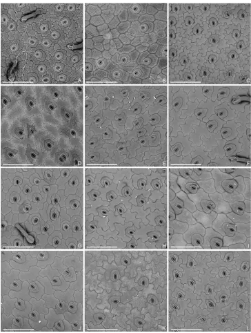 Figure 4. Scanning electron micrographs of lower epidermis. A–D Tashiroea clade, showing presence of furrowed surface sculpture: A T