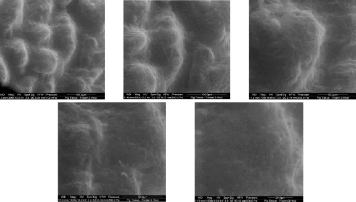 Figure 7: Thermal (frozen, 3 hours) Site 1 