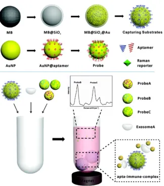 Figure 12. Schematic of the preparation of aptamer-modified magnetic beads, SERS tags and the work flow of SERS-based detection of exosomes