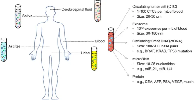 Figure 1. Circulating biomarkers in different body fluids, including blood, urine, saliva, ascites, cerebrospinal fluid, etc