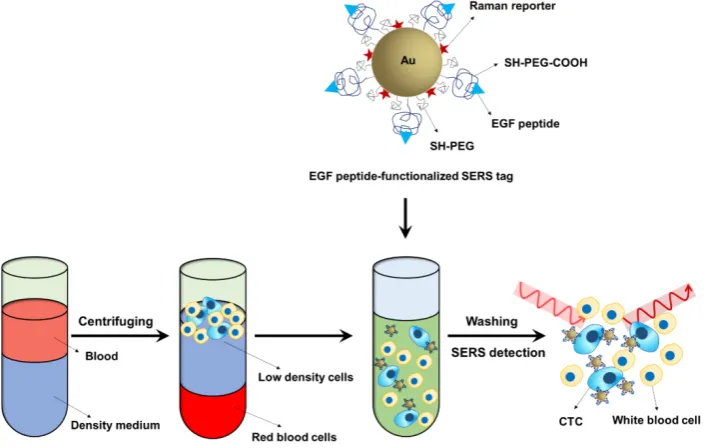 Figure 7. Schematic of the Raman-encoded, PEG-stabilized, and EGF peptide-functionalized SERS tags and the assay principle for their use in CTCs detection in human peripheral blood without enrichment