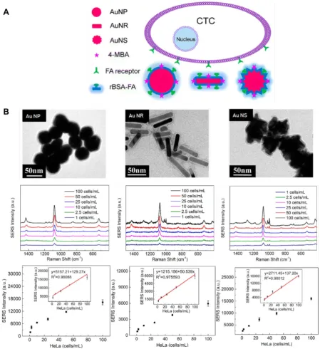 Figure 8. (A) Schematic of SERS-active NPs with various shapes for CTCs detection. (B) TEM images of Au nanospheres-based SERS tags, Au nanorods-based SERS tags, Au nanostars-based SERS tags, and their sensitivity for CTCs detection
