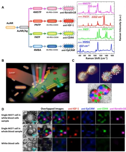 Figure 9. Detection of multiple surface markers on CTCs using SERS. (A) Schematic and Raman spectra of four antibody-modified SERS nanotags