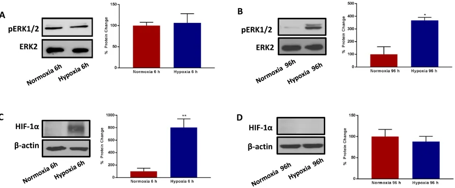 Figure 10: Prolonged hypoxia activates MAPK signalling, without modifying HIF-1α expression