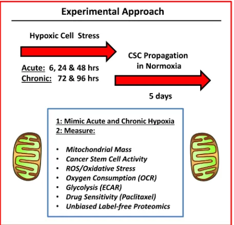 Figure 1: Experimental approach. To understand the mechanism(s) underpinning the effects of hypoxic stress on CSC propagation, we used an unbiased metabolic phenotyping approach