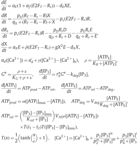 Fig. A2. Simulations in which ATP mediated calcium release is coupled to the cell cycle dynamics in a single radial glia cell (systemTheare superimposed on each other