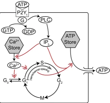 Fig. 1. Schematic illustration of how ATP causes calcium to be released and howregulatory interactions, with red arrows signifying key interactions