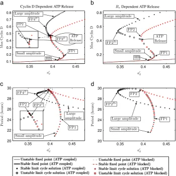 Fig. 2. Bifurcation diagrams of system (1)–(15) for ATP mediated calcium-cell cycle coupling in single radial glia showing maximum Cyclin D concentration and period ofoscillation of limit cycle solutions as a function of the intrinsic Cyclin D synthesis ra